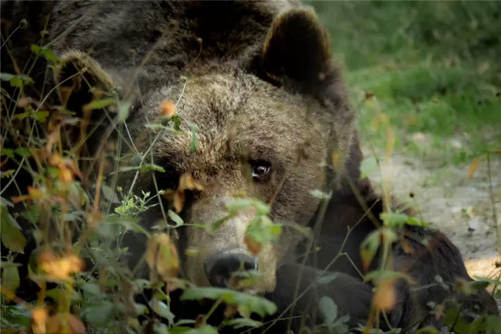 The new bear shooting quota causes great concern