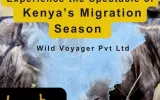 Kenya Migration Season Experience Journey | Wildvoyager 